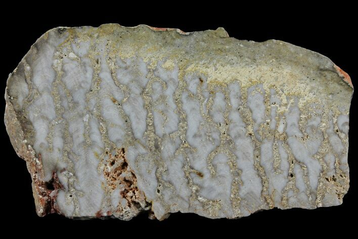 Paleoproterozoic Columnar Stromatolite (Eucapsiphora) - Australia #96217